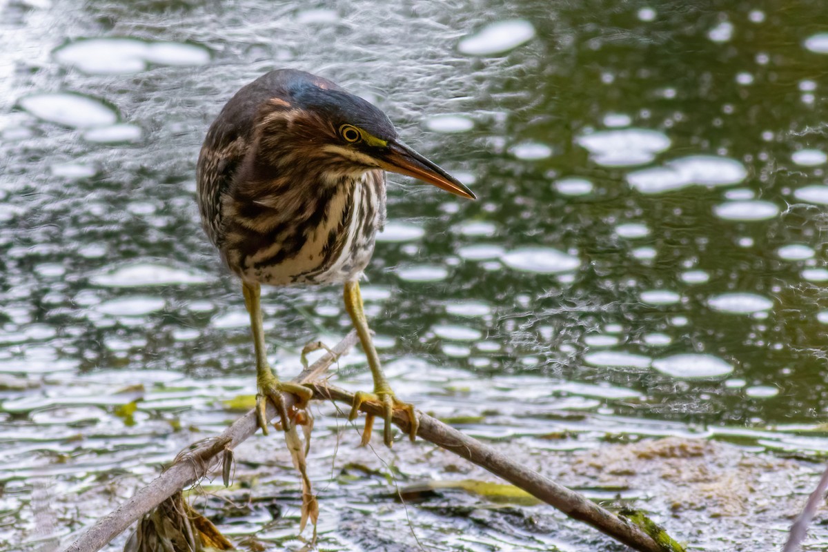 Green Heron - ML642380009