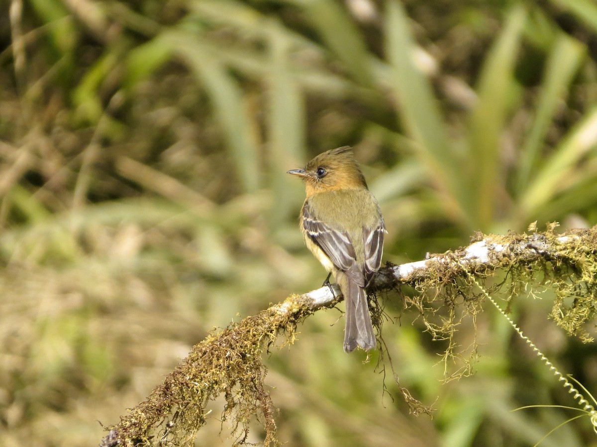 Tufted Flycatcher - ML642380015