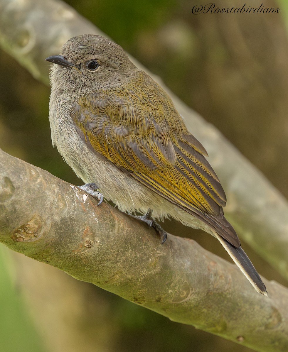 Green-backed Honeybird - ML642380017
