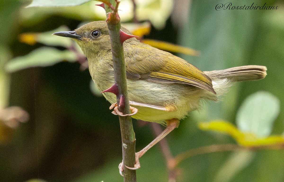 Green-backed Camaroptera - ML642380024