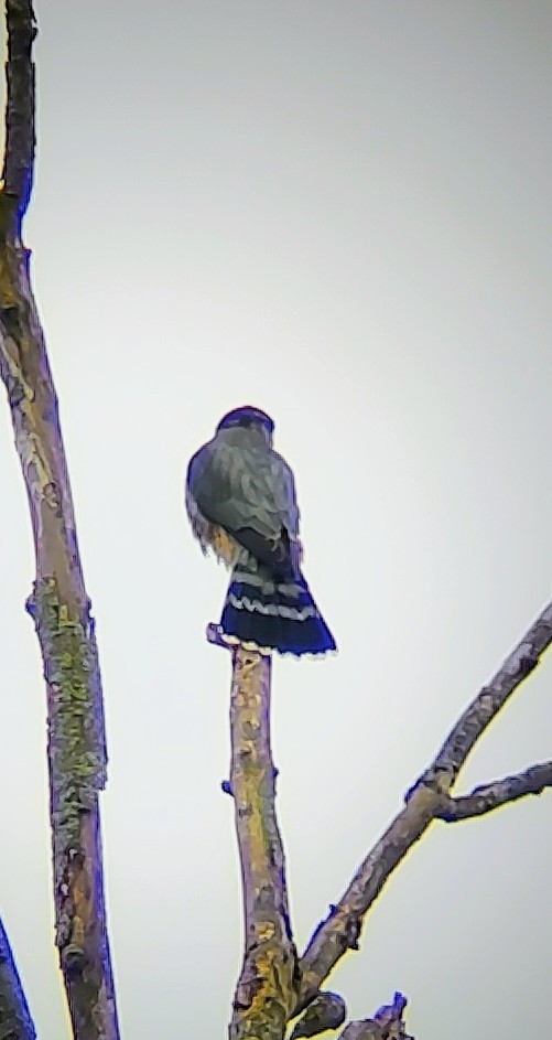 Merlin - ML642380028