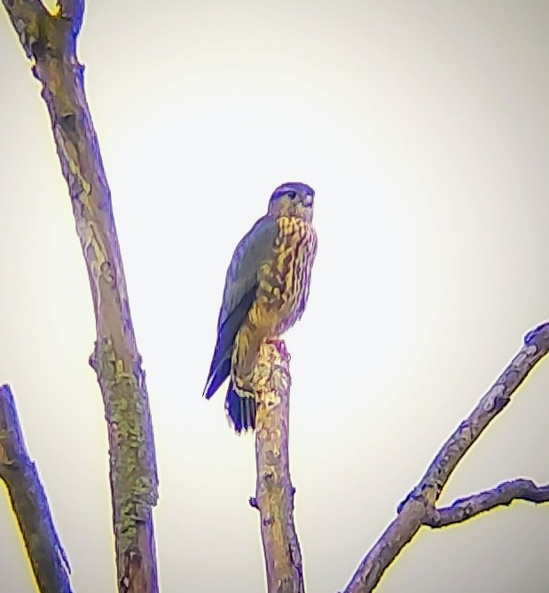 Merlin - ML642380029