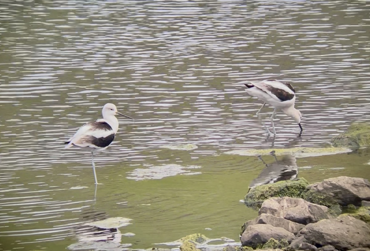 American Avocet - ML642380035