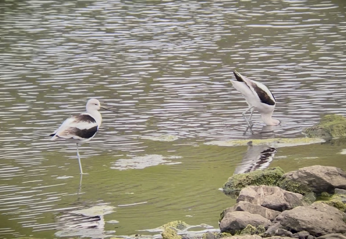 American Avocet - ML642380036