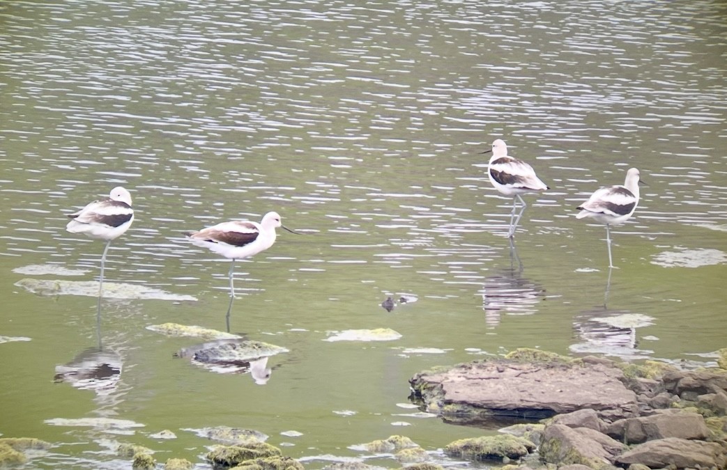 American Avocet - ML642380037