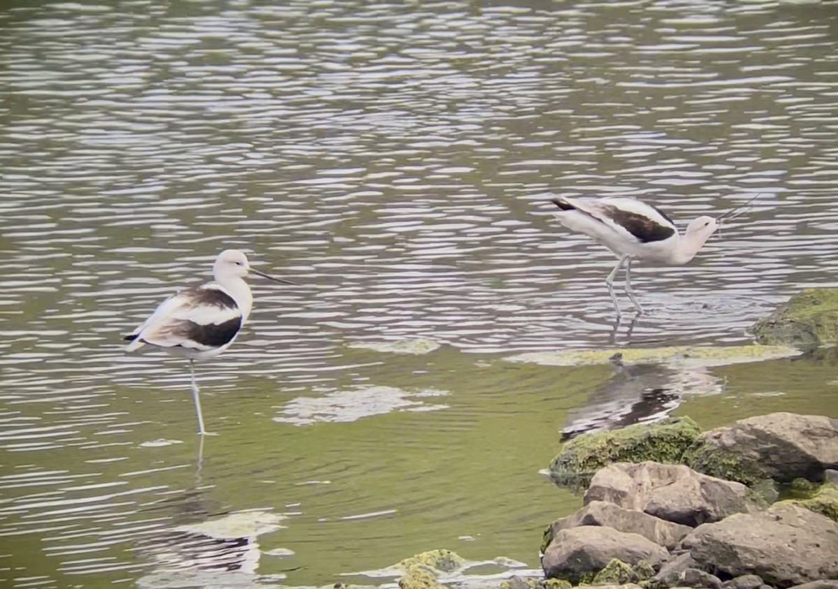 American Avocet - ML642380039