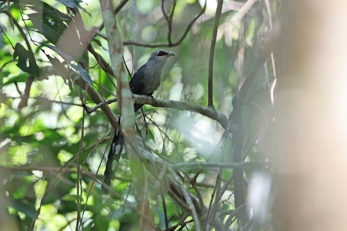 Green-billed Malkoha - ML642380043