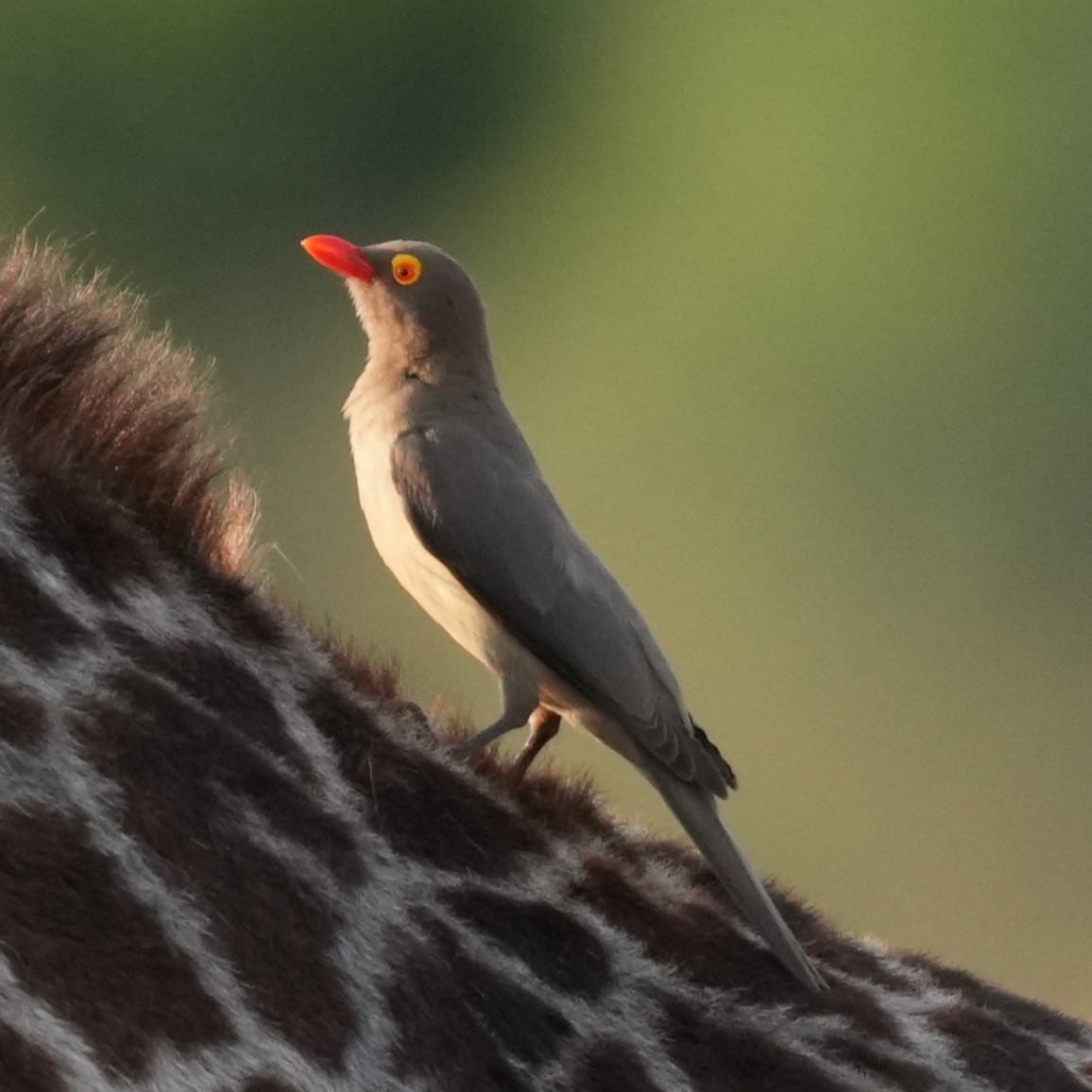 Red-billed Oxpecker - ML642380050