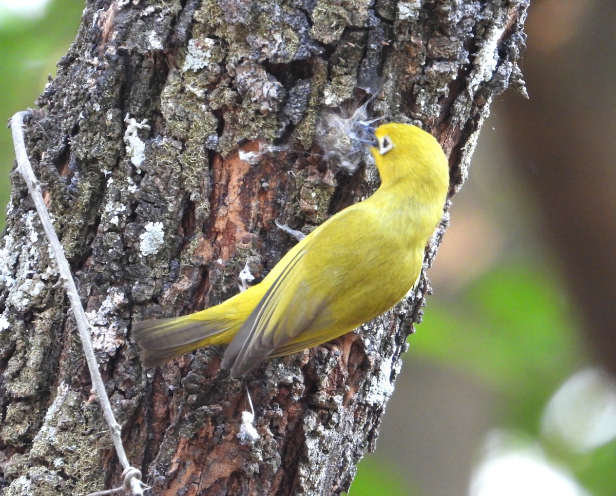 Southern Yellow White-eye - ML642380054