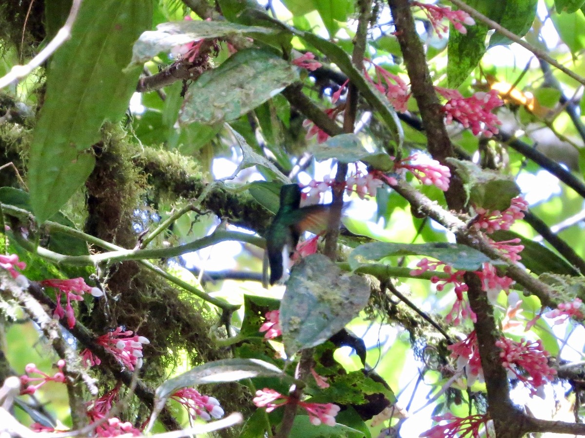 Black-bellied Hummingbird - ML642380063