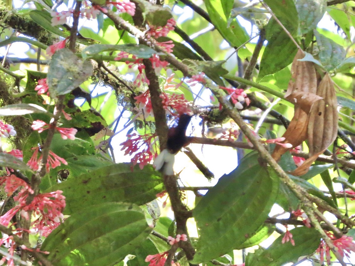 Black-bellied Hummingbird - ML642380064