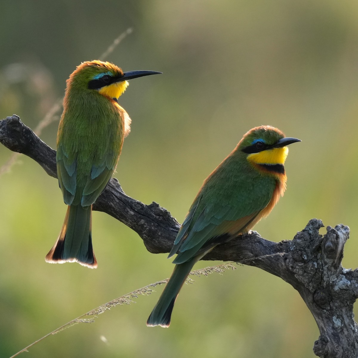 Little Bee-eater - ML642380076