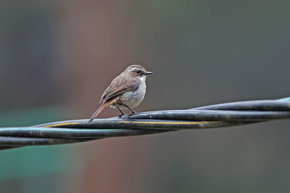 Gray Bushchat - ML642380091