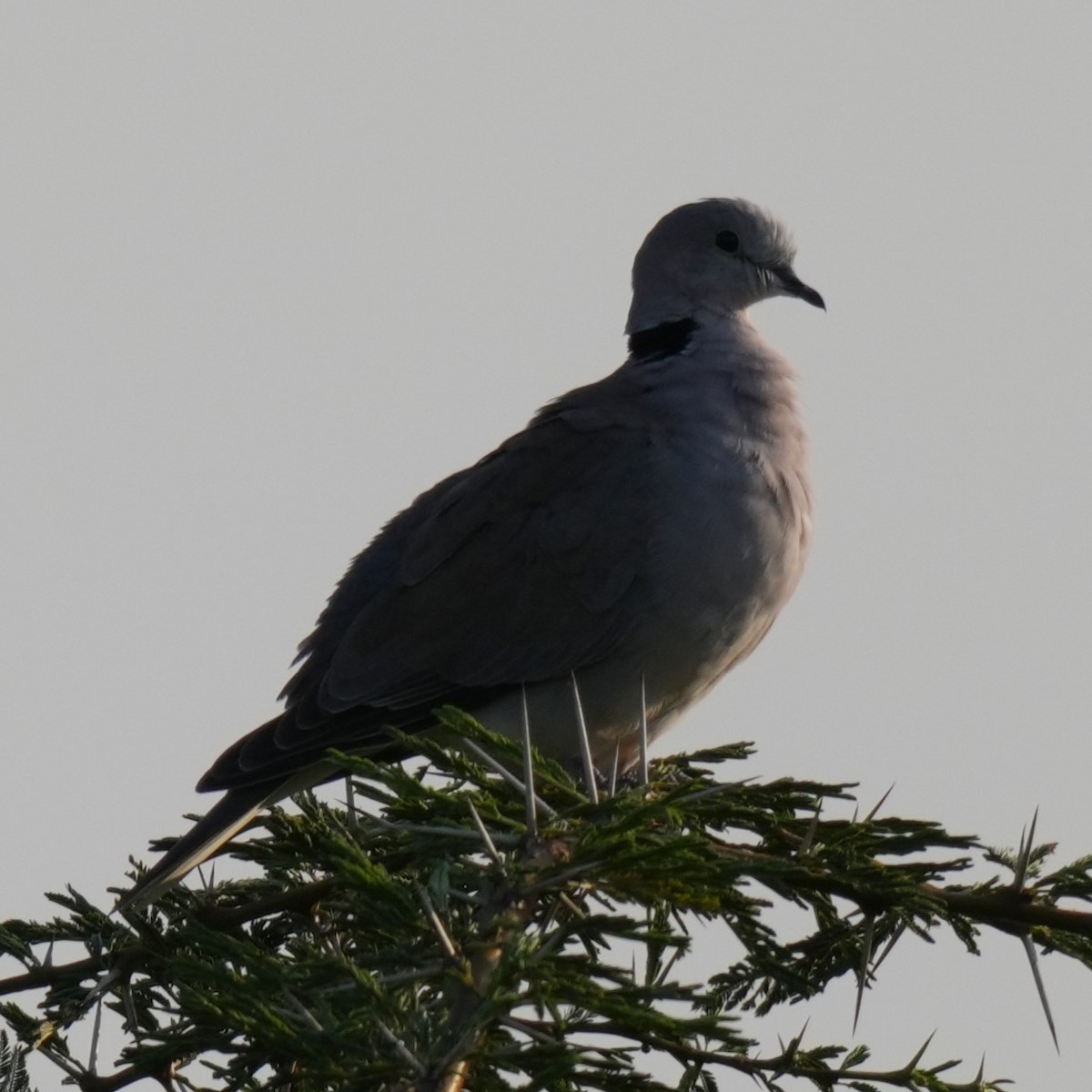 Ring-necked Dove - ML642380096
