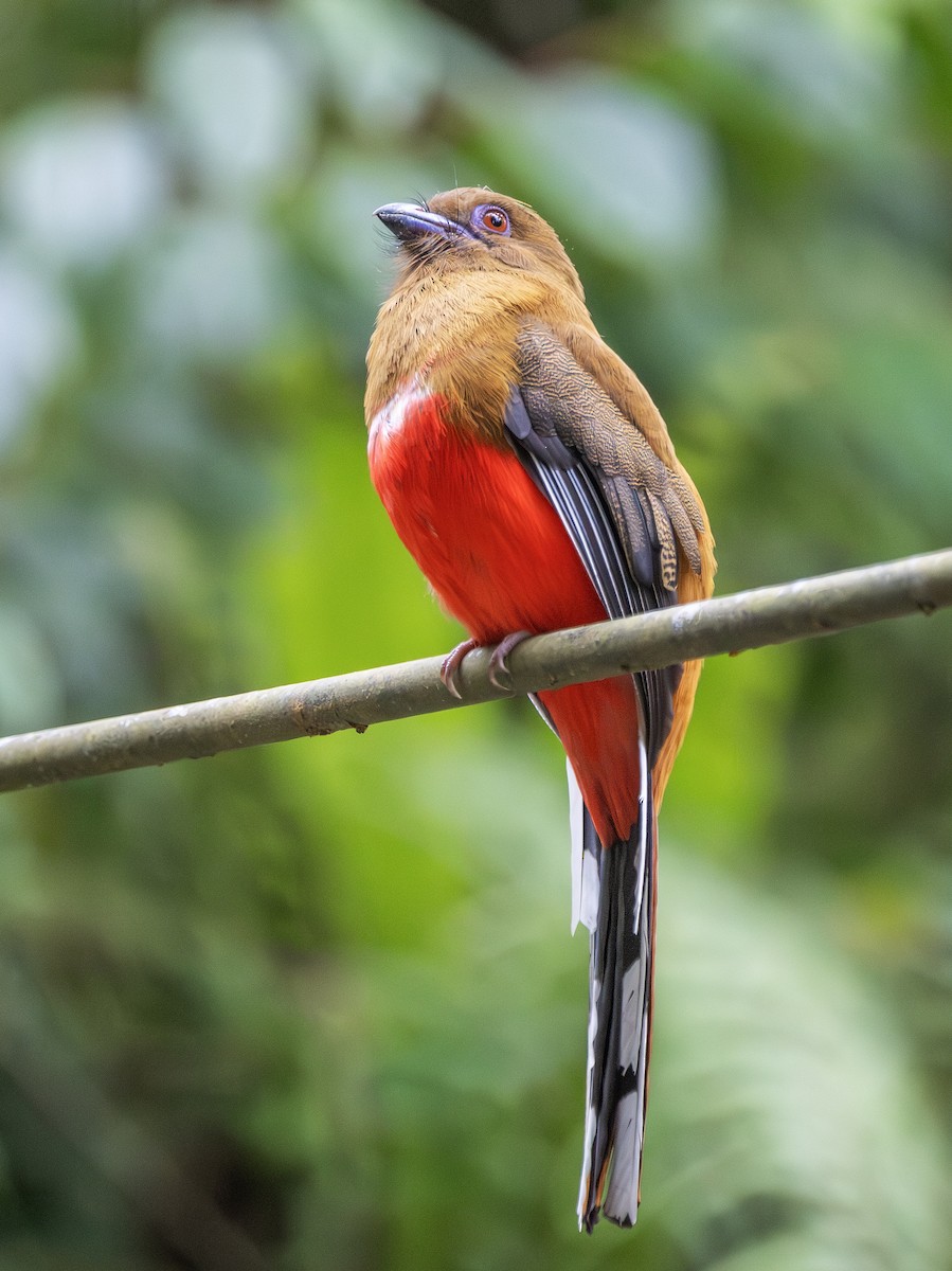 Red-headed Trogon - ML642380099