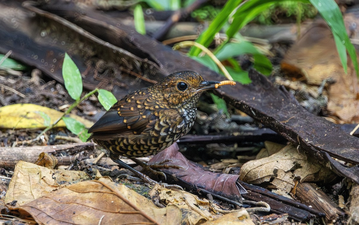 Pygmy Cupwing - ML642380114