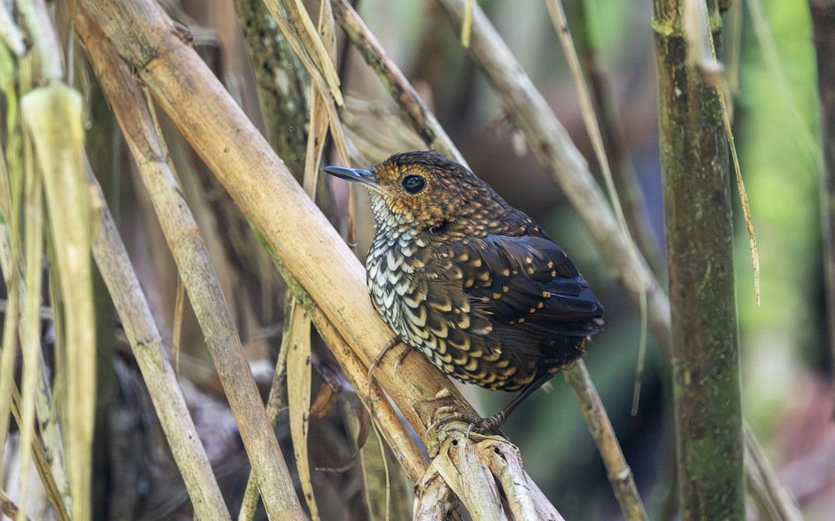 Pygmy Cupwing - ML642380115