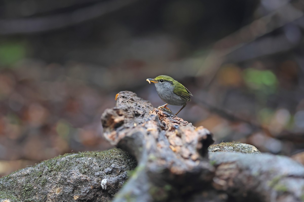 Gray-bellied Tesia - ML642380122