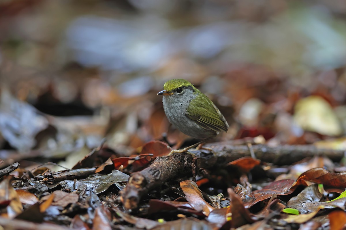 Gray-bellied Tesia - ML642380123