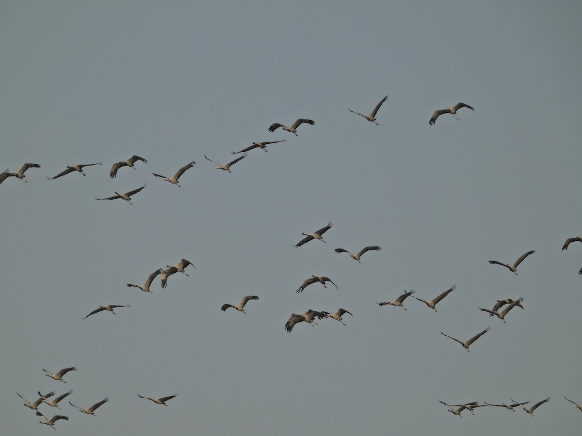 Өвөгт тогоруу - ML642380140