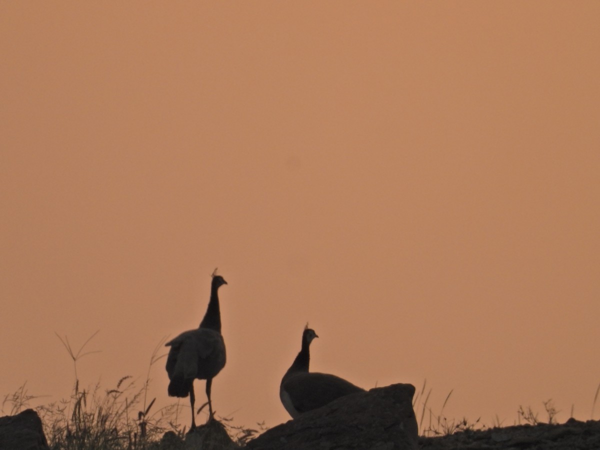 Indian Peafowl - ML642380153