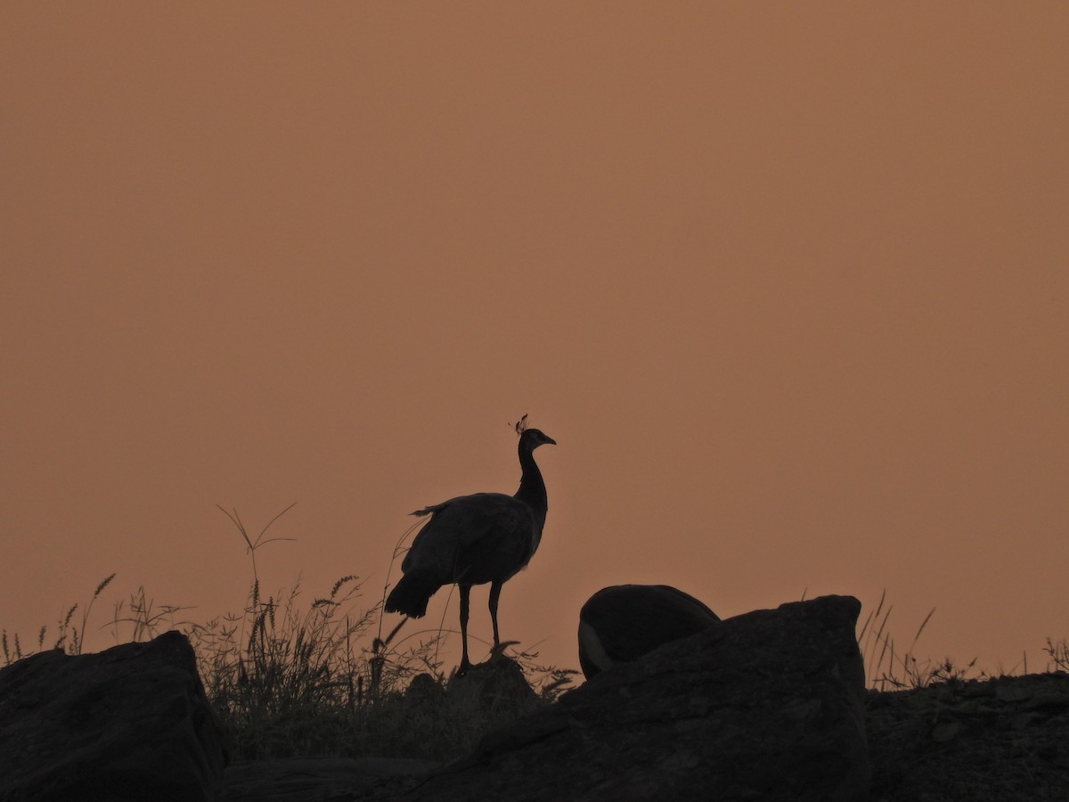 Indian Peafowl - ML642380154