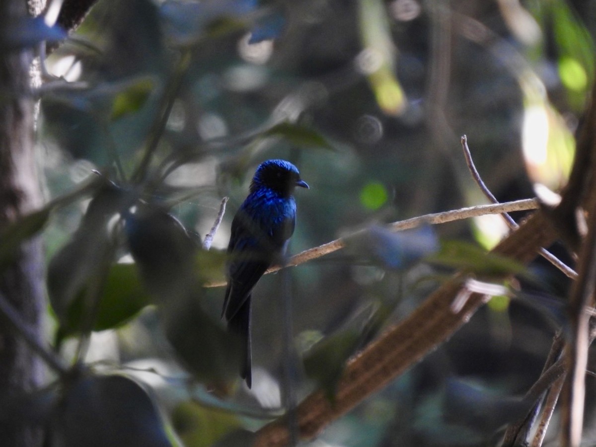 Bronzed Drongo - ML642380162