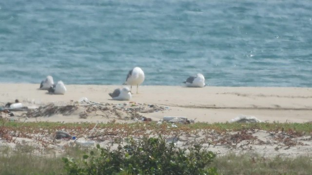 Lesser Black-backed Gull - ML642380163
