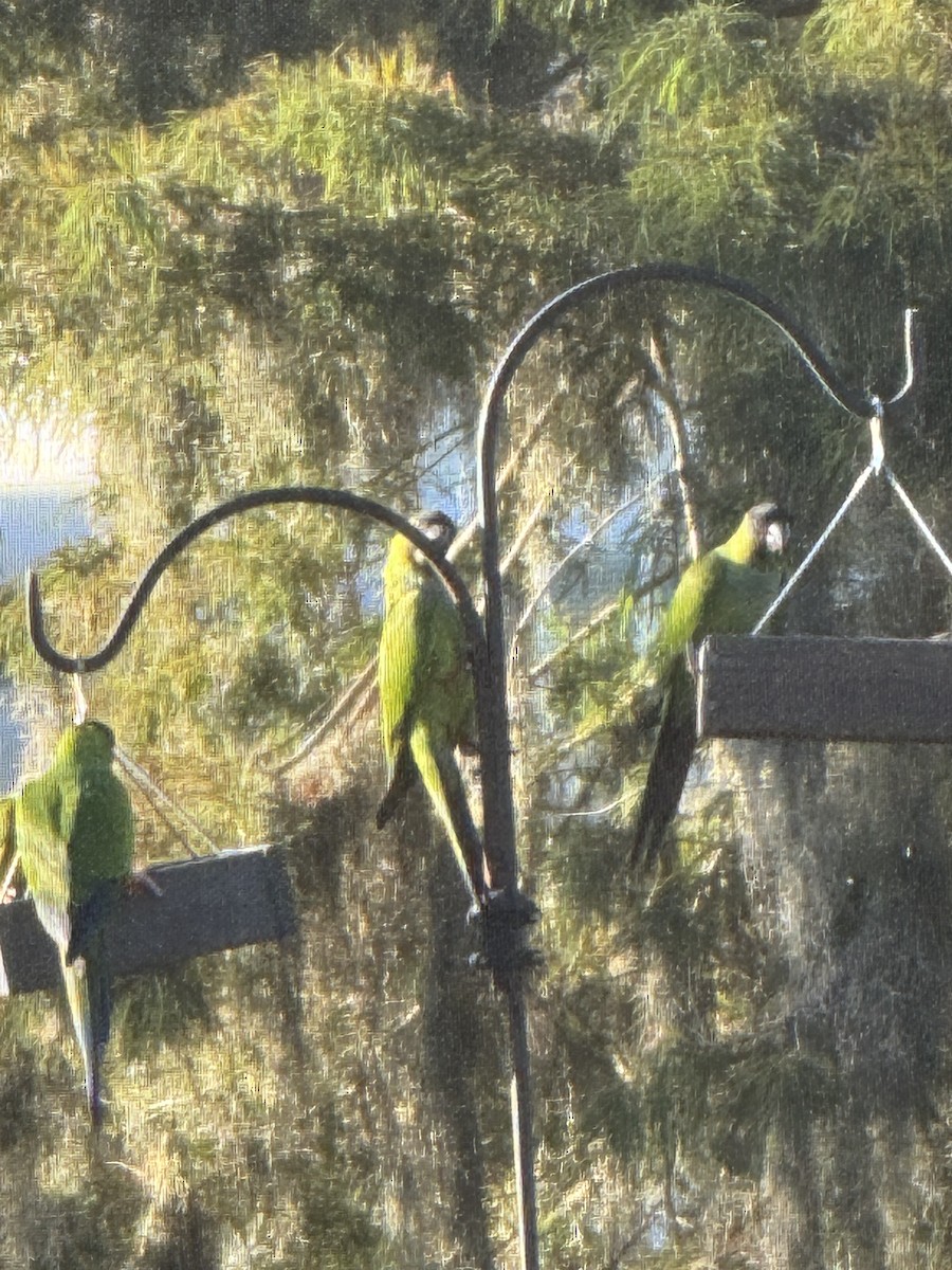Conure nanday - ML642380167