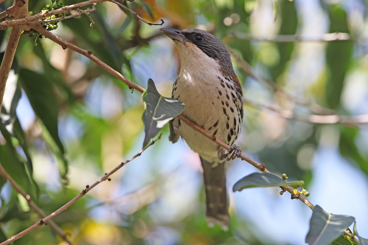 Gray-crowned Crocias - ML642380173