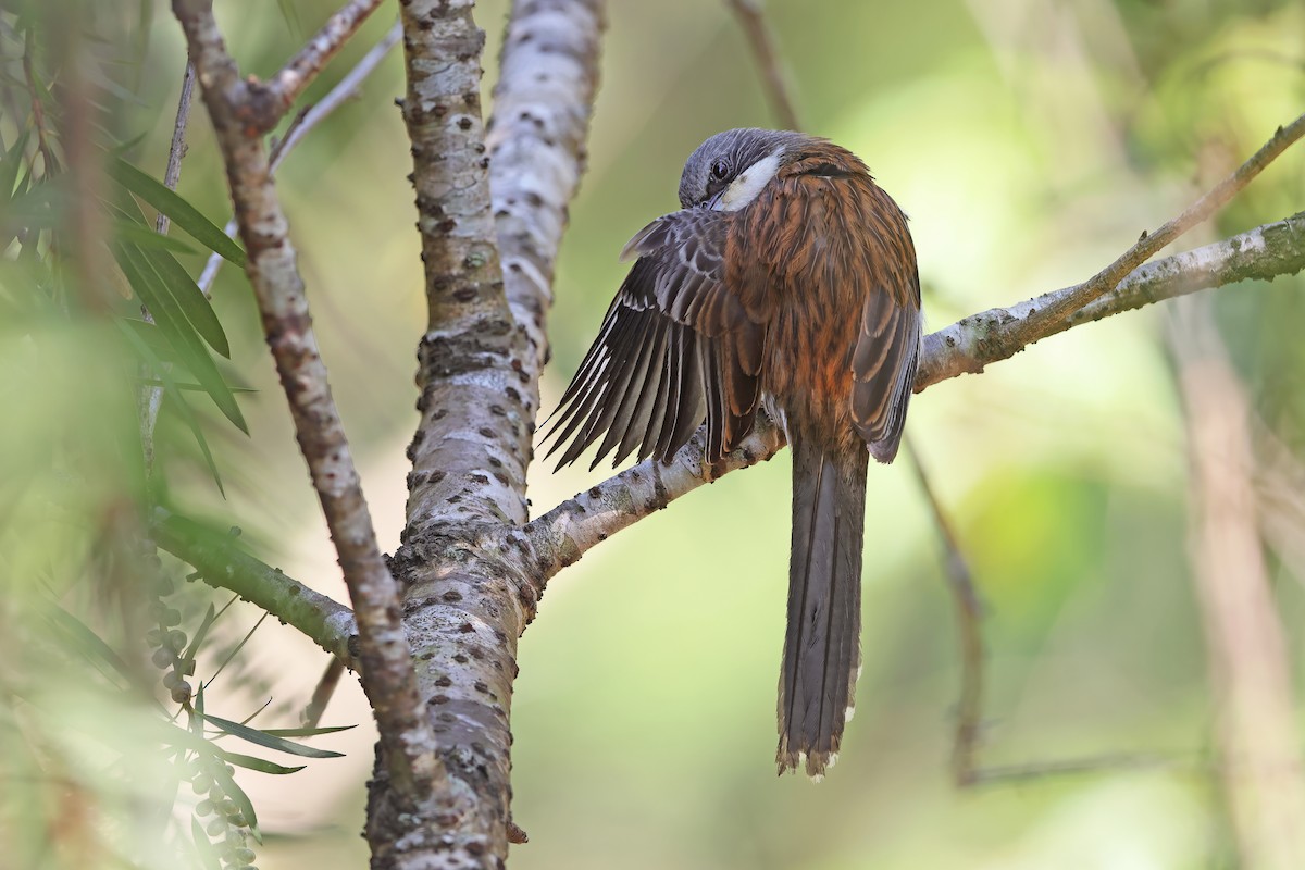 Gray-crowned Crocias - ML642380174