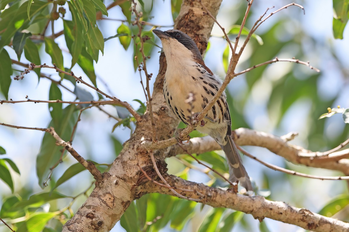 Gray-crowned Crocias - ML642380175