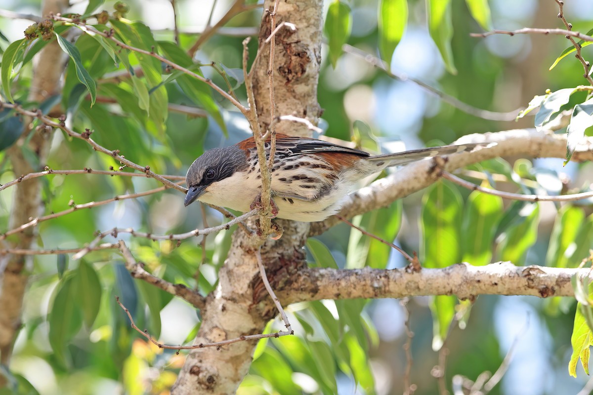 Gray-crowned Crocias - ML642380176