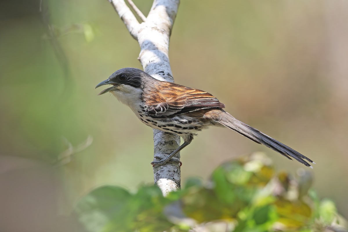 Gray-crowned Crocias - ML642380177