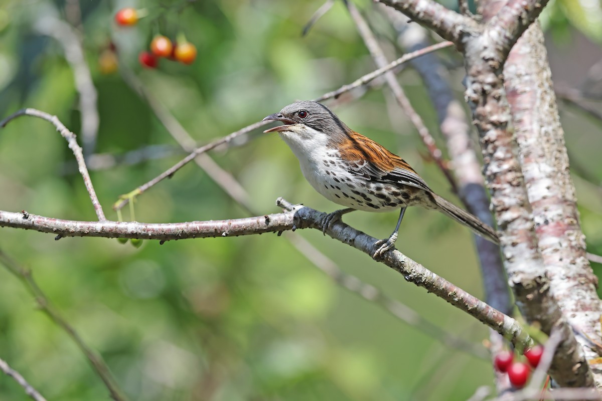 Gray-crowned Crocias - ML642380178