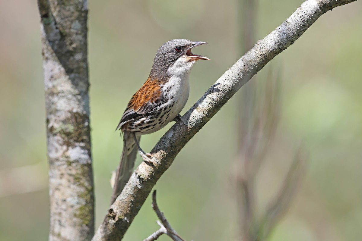 Gray-crowned Crocias - ML642380179