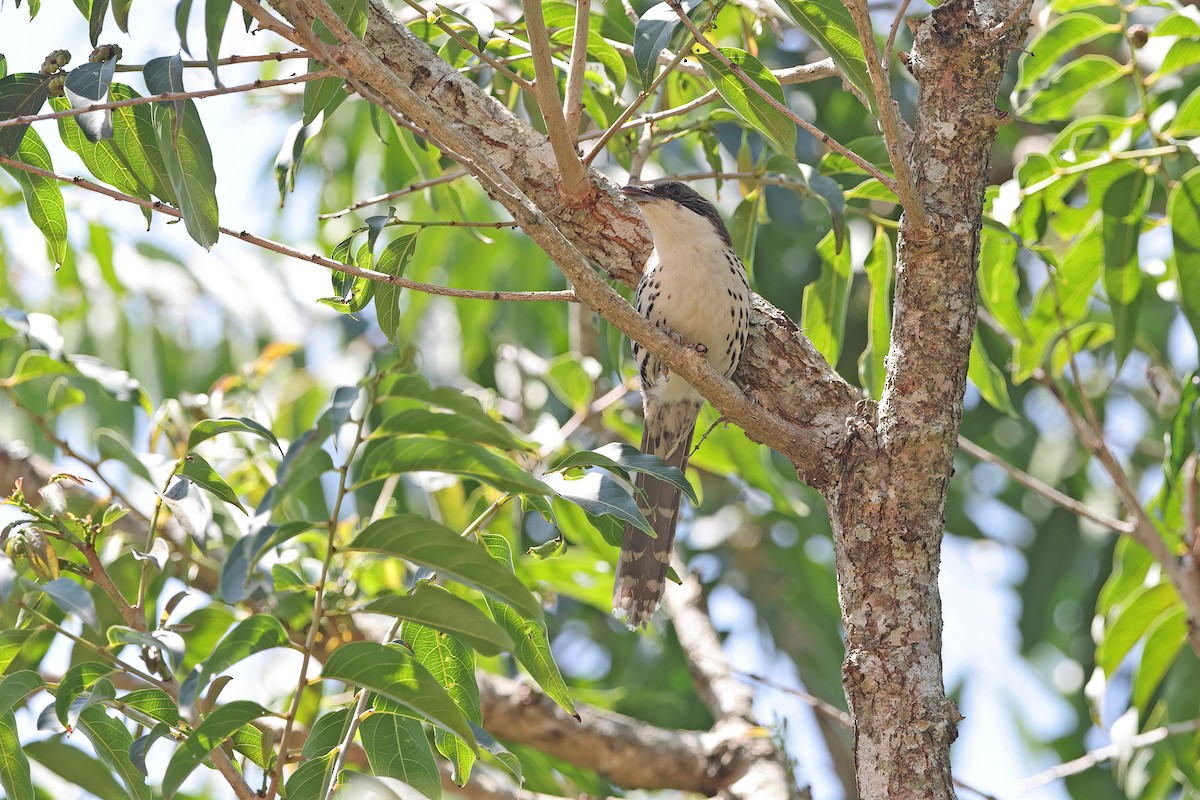 Gray-crowned Crocias - ML642380180