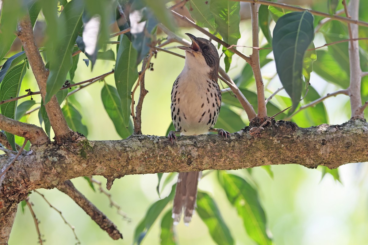 Gray-crowned Crocias - ML642380181