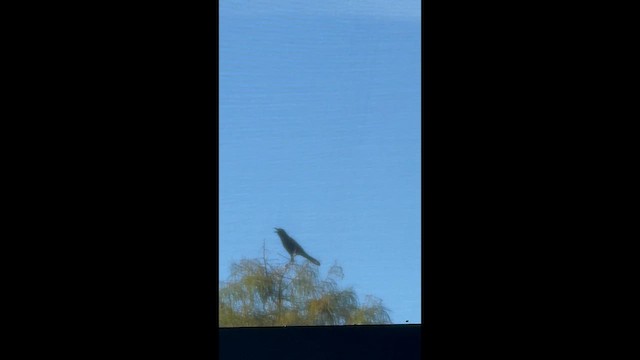 Boat-tailed Grackle - ML642380197