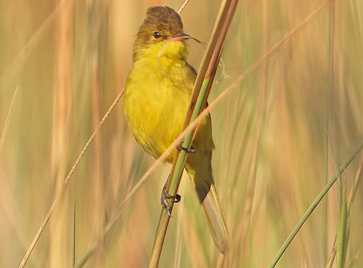 African Yellow-Warbler - ML642380202