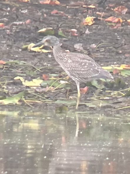 Yellow-crowned Night Heron - ML642380203