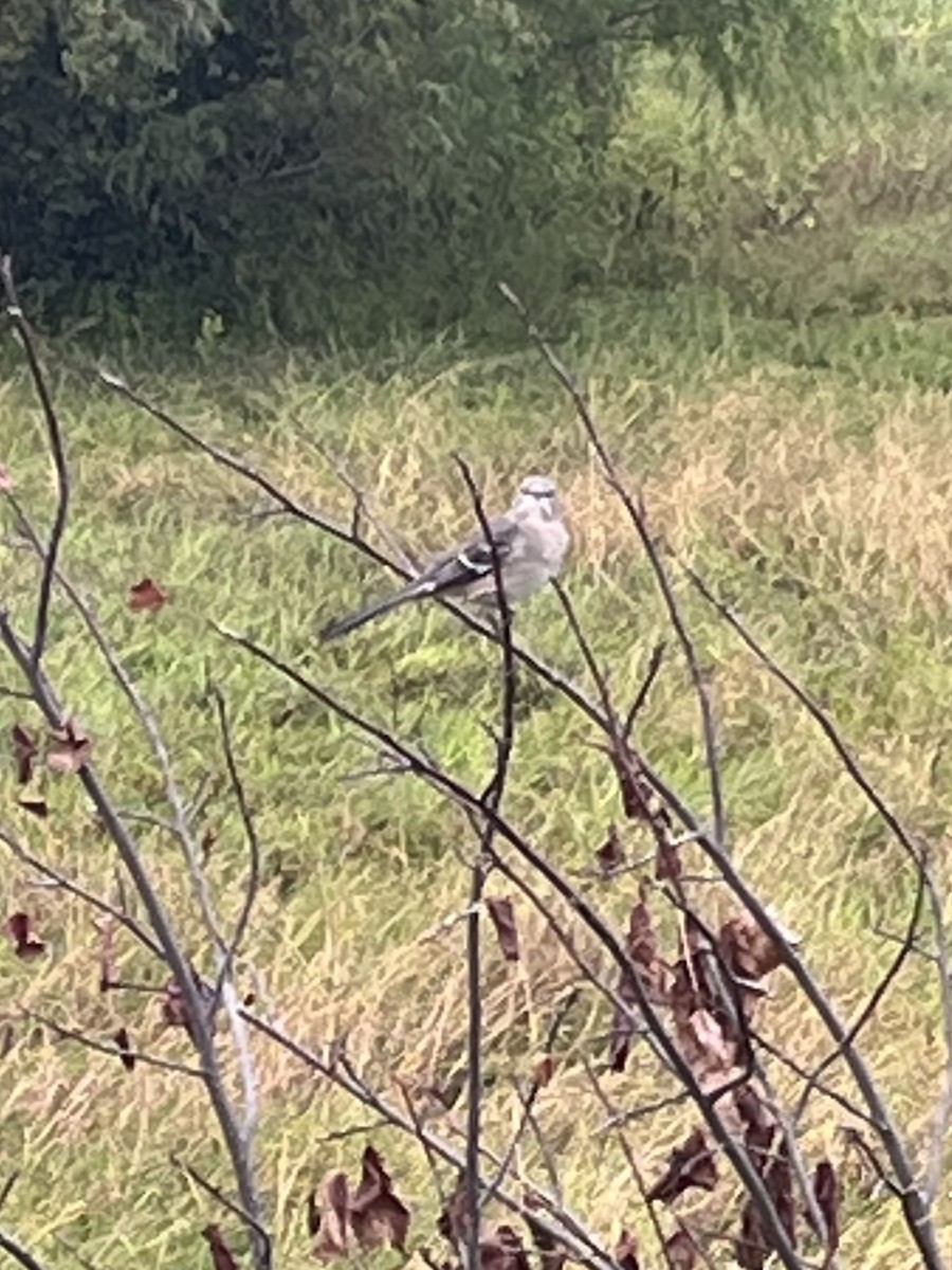 Northern Mockingbird - ML642380221