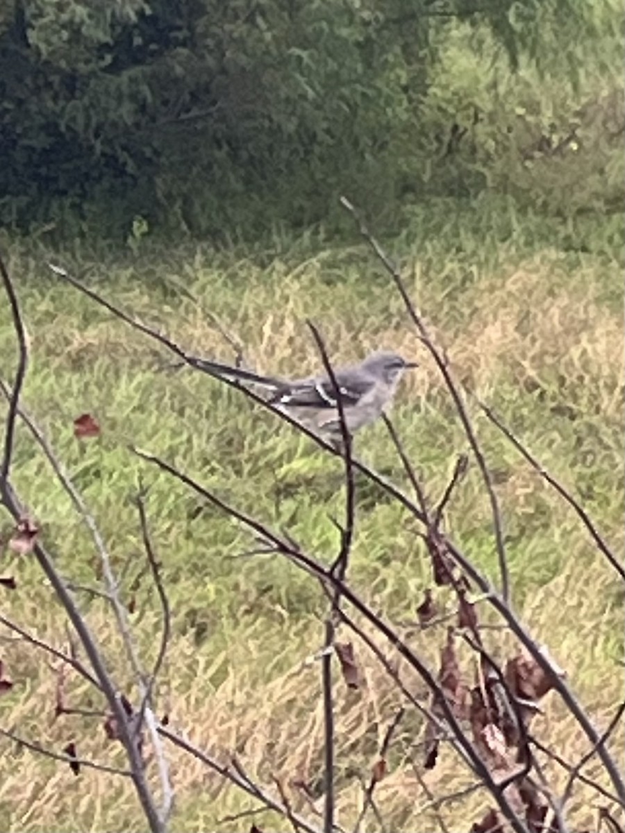 Northern Mockingbird - ML642380222