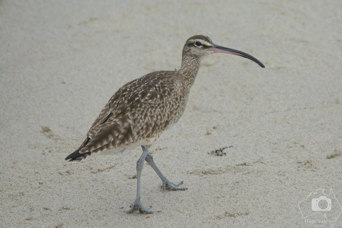 Whimbrel - ML642380226