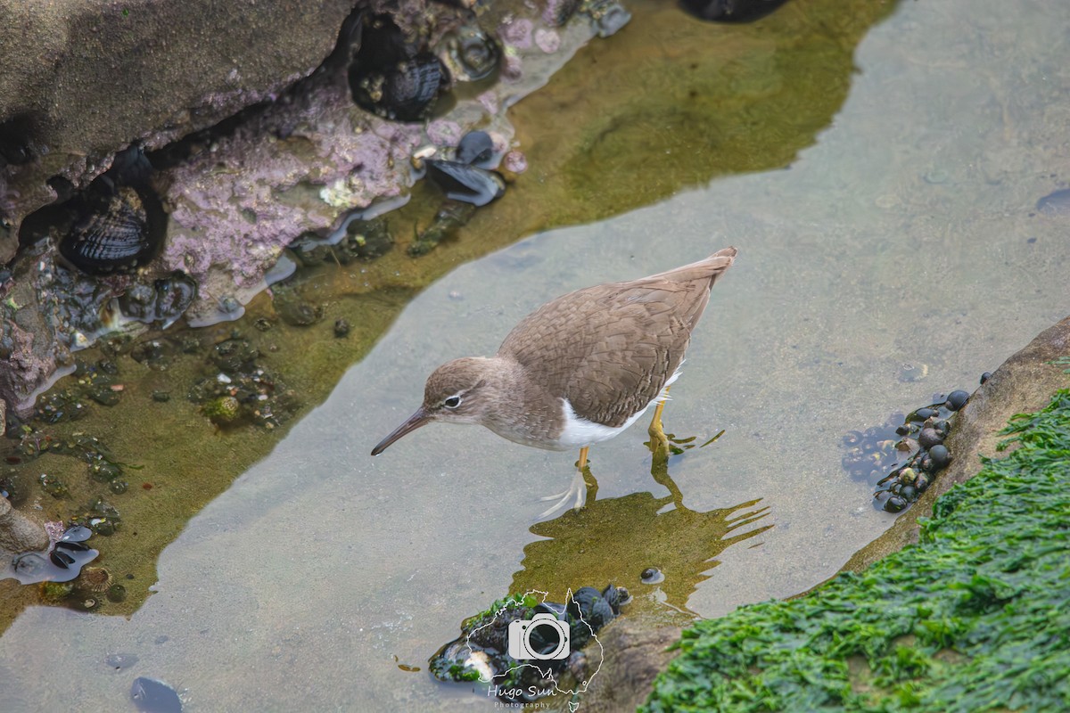 Spotted Sandpiper - ML642380227
