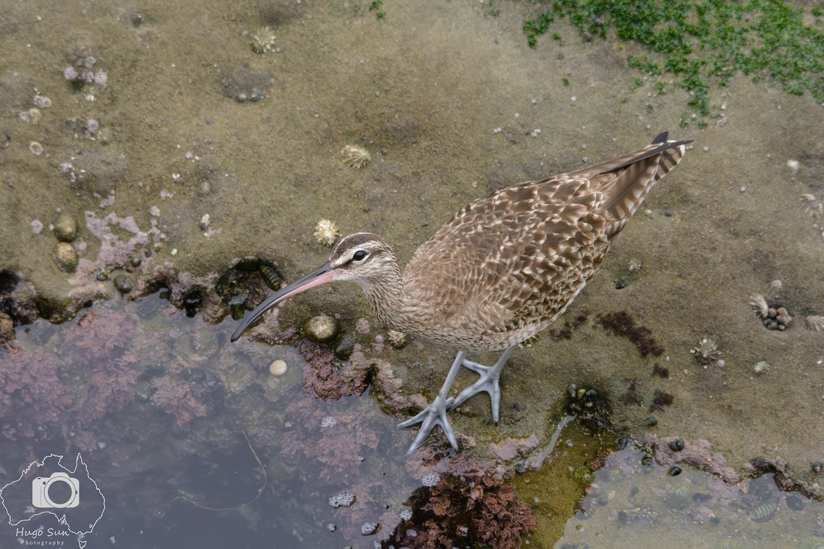 Whimbrel - ML642380228