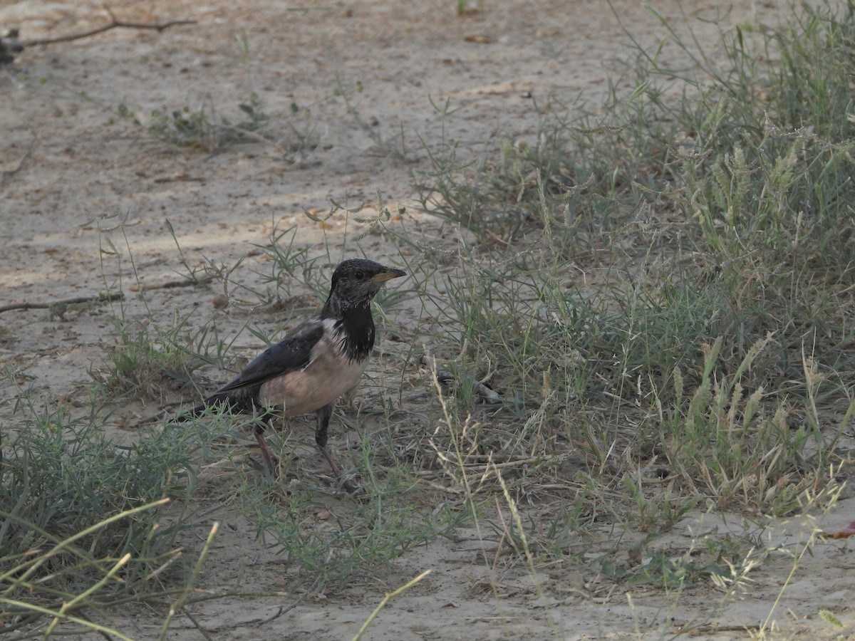 Rosy Starling - ML642380231