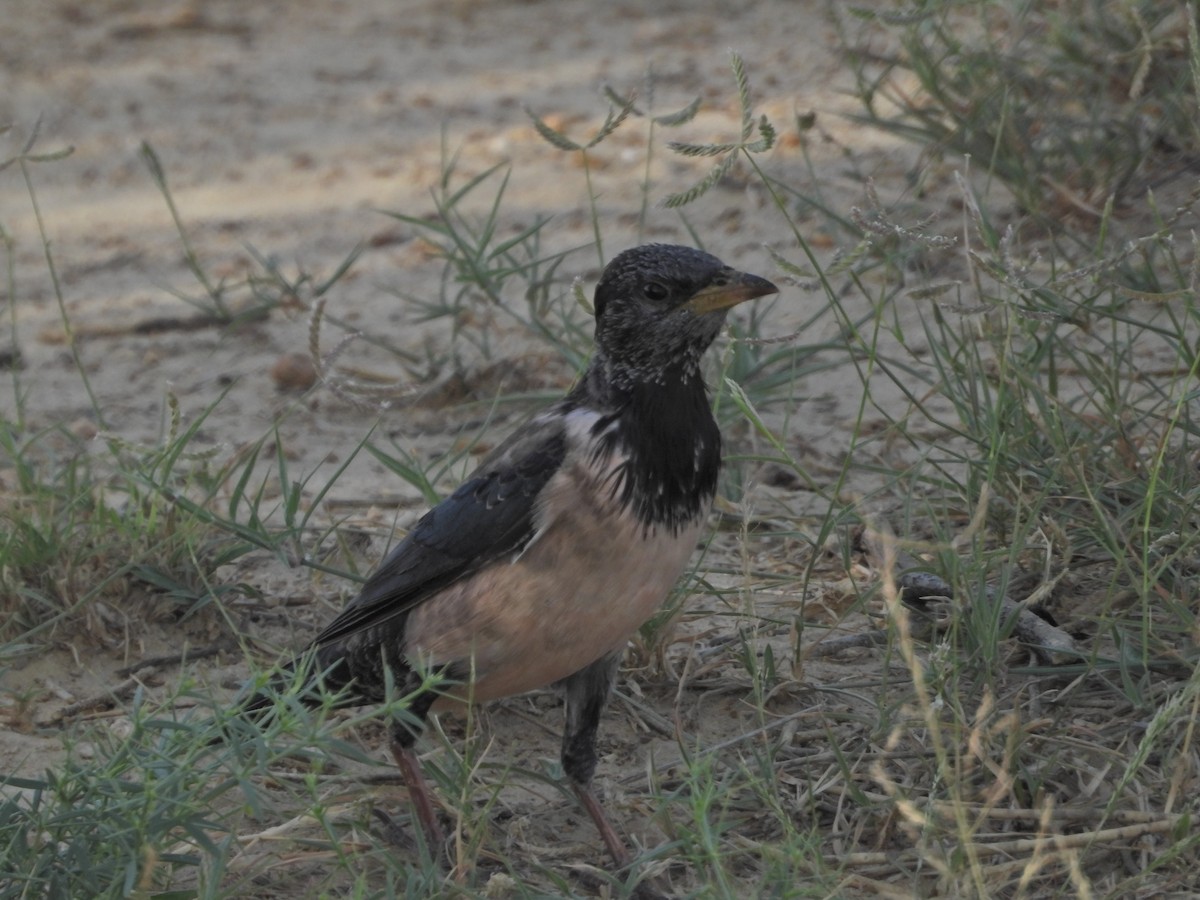 Rosy Starling - ML642380232