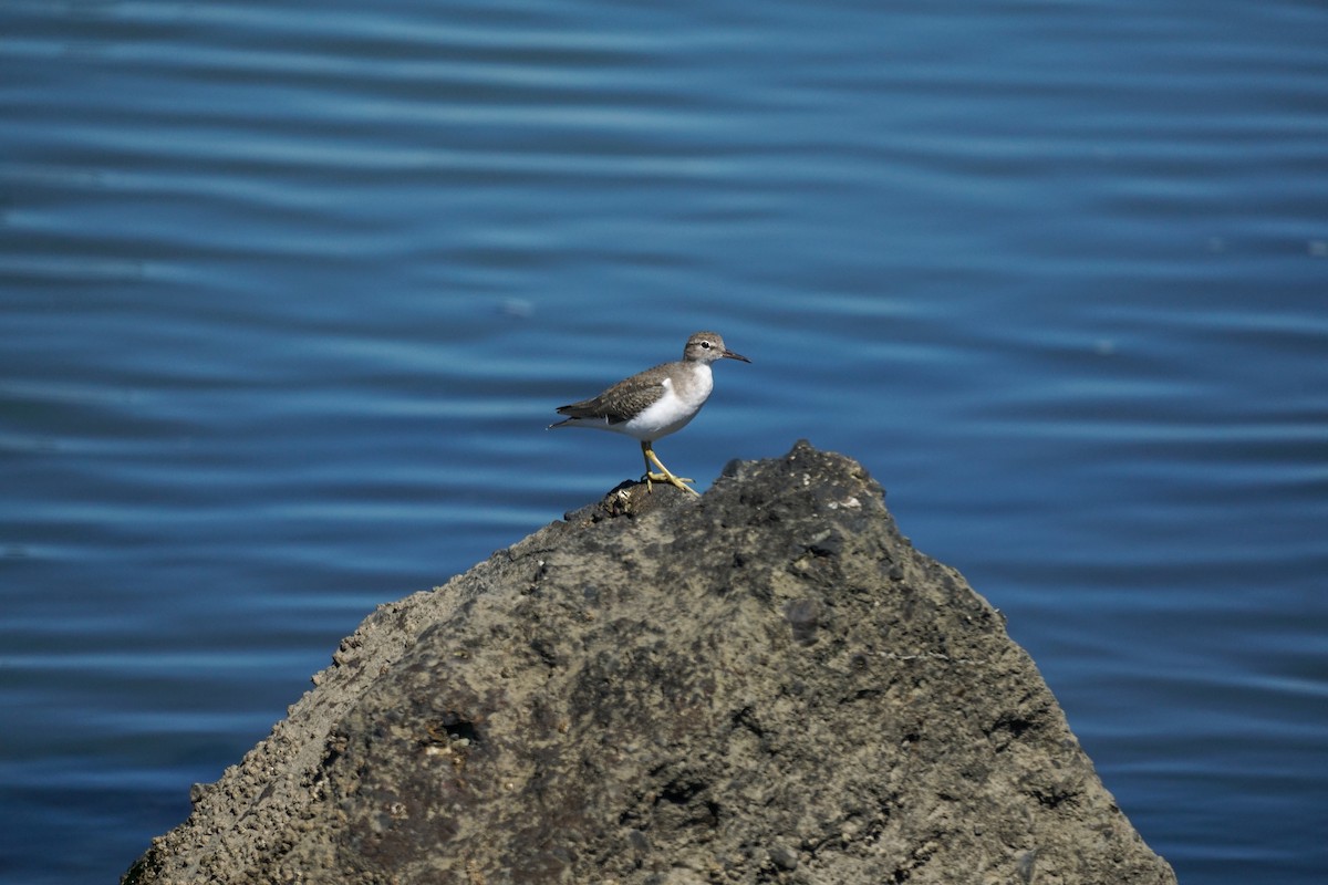 Spotted Sandpiper - ML642380233