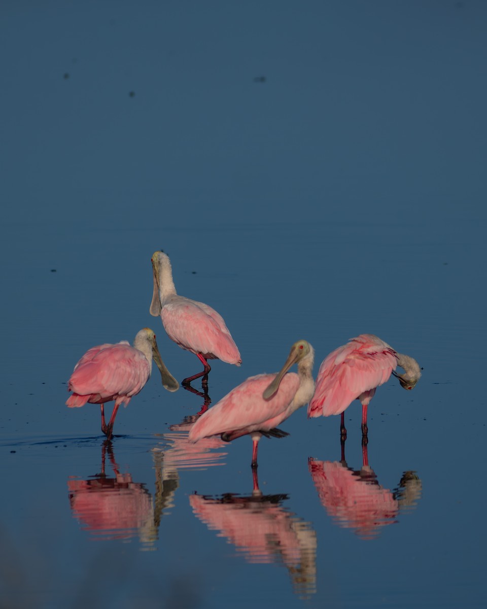 Roseate Spoonbill - ML642380243